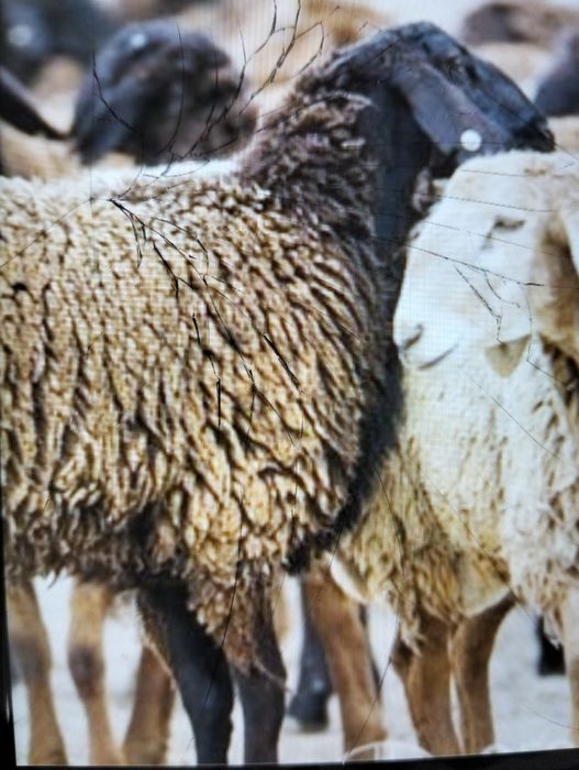 Саулық қойлар сатылады