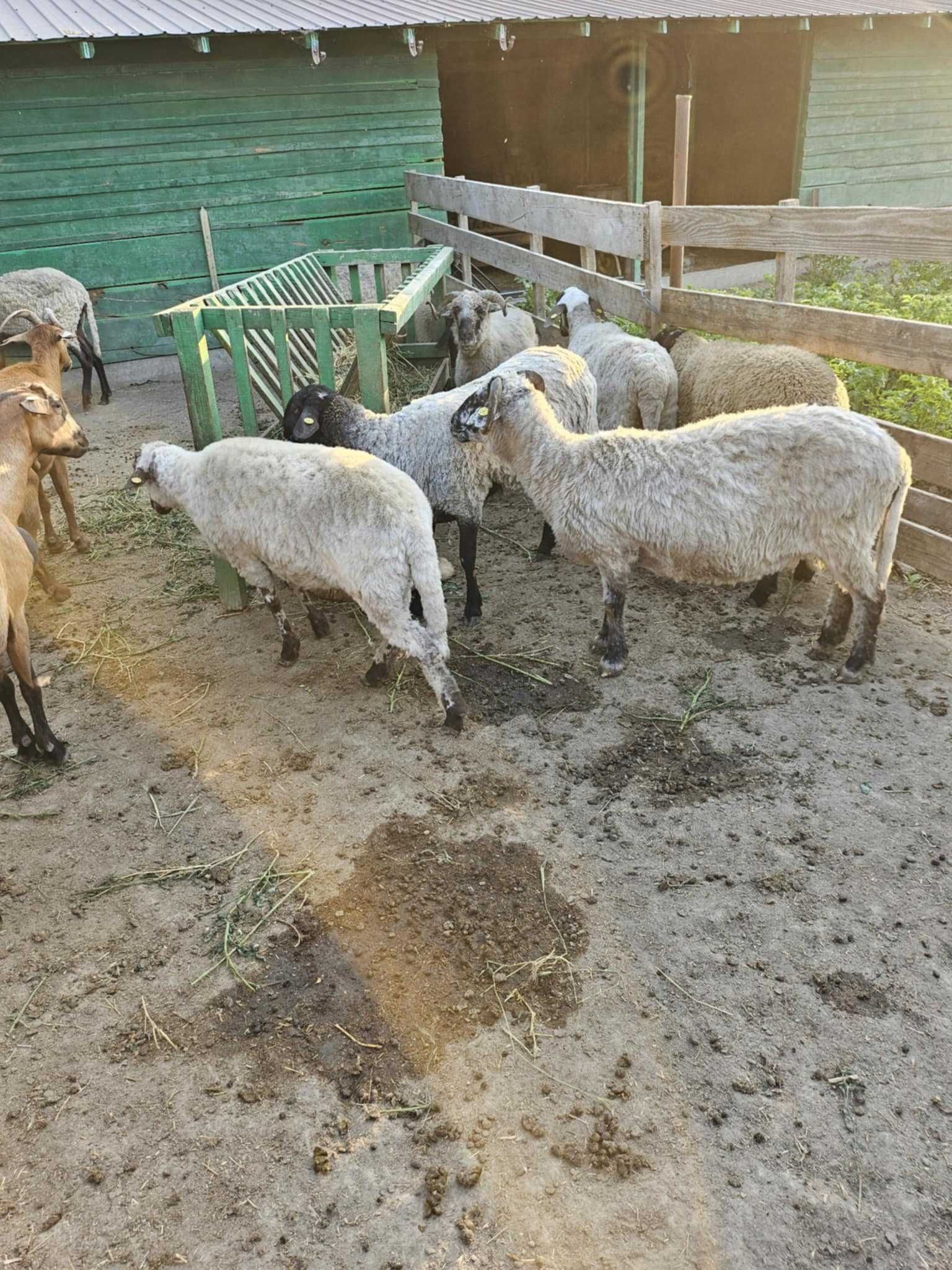 Oi/Mioare de vanzare