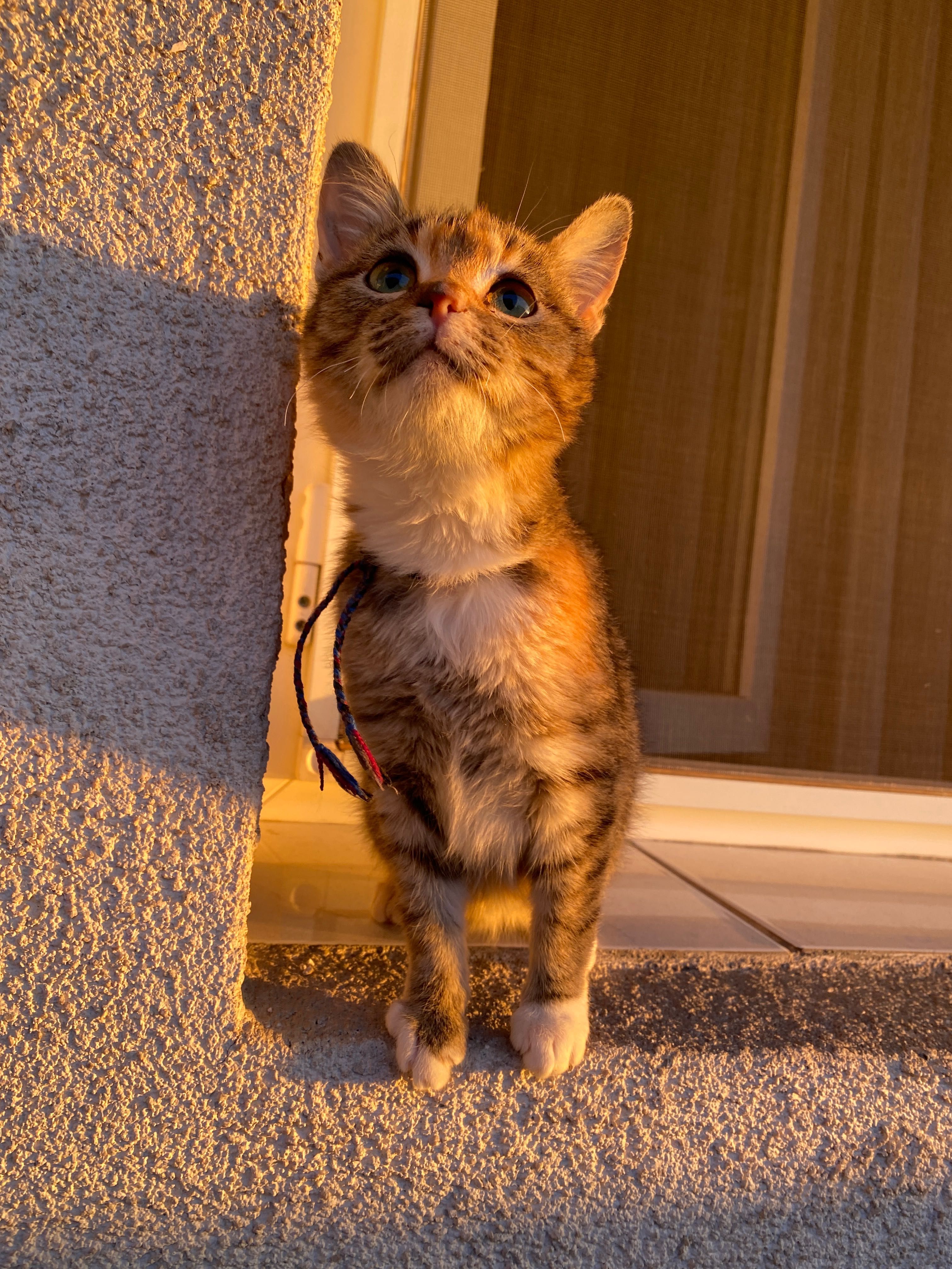 pisica spre adoptie
