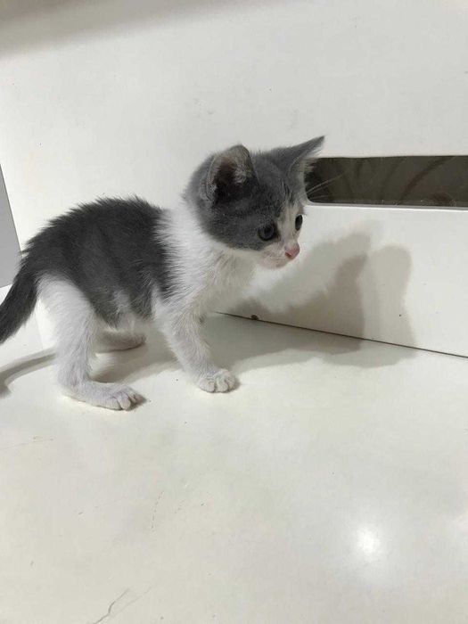 Отдадим котенка в добрые руки