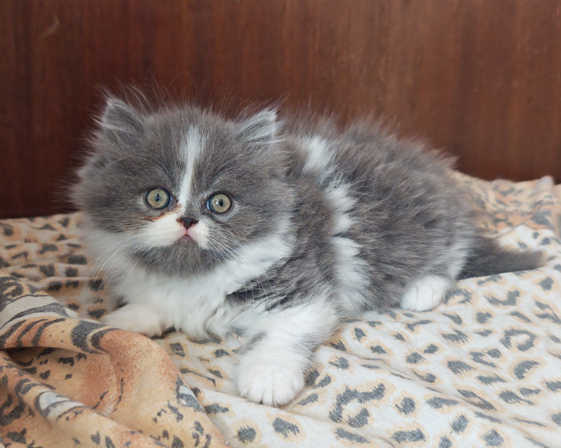Породисти персийски котенца