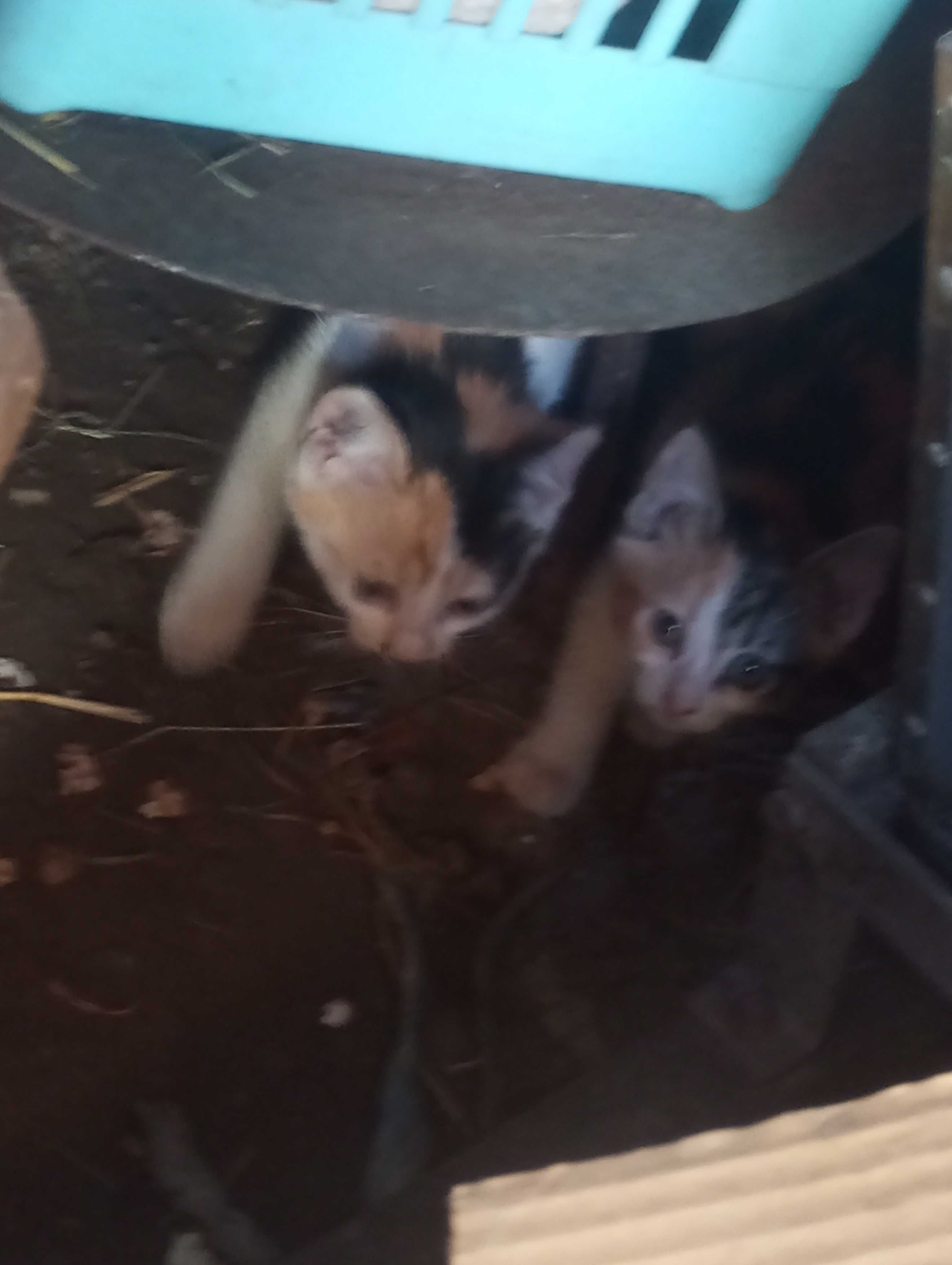 Dau in adopție 7 pisici din jona Clujului gratis