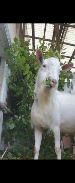 Tap Saanen cu pedigree