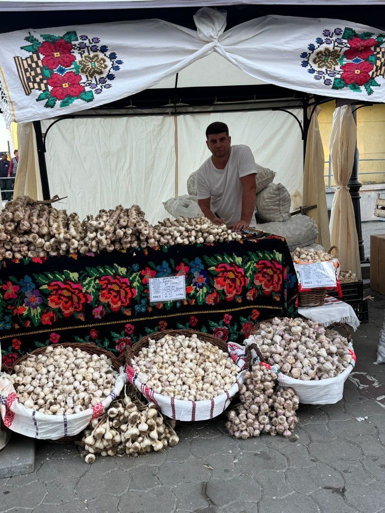 Usturoi românesc de Copalau soiuri de toamna și primăvară