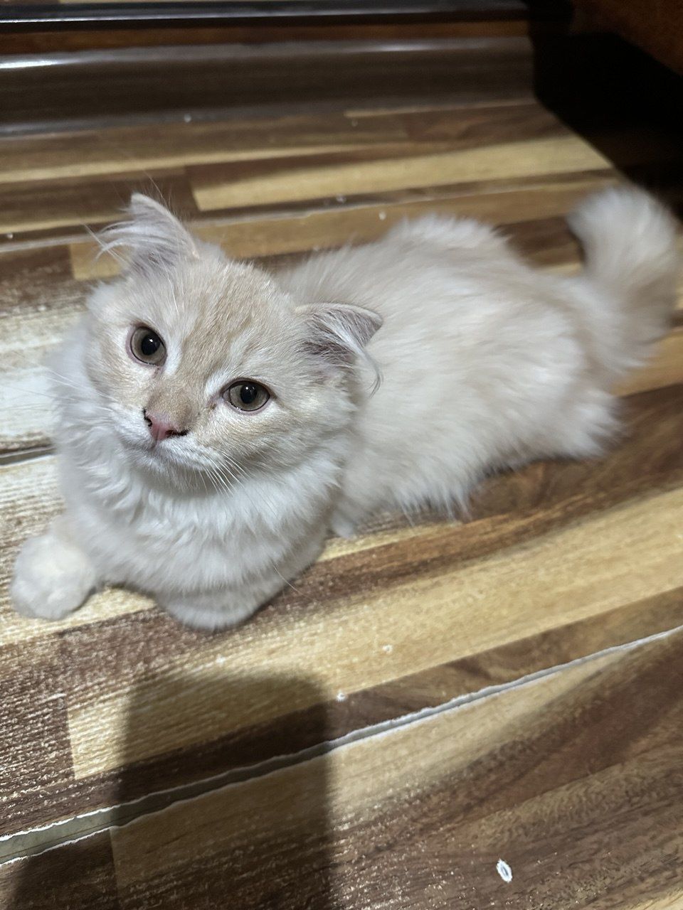 Продаётся домашний котик, Манчкин