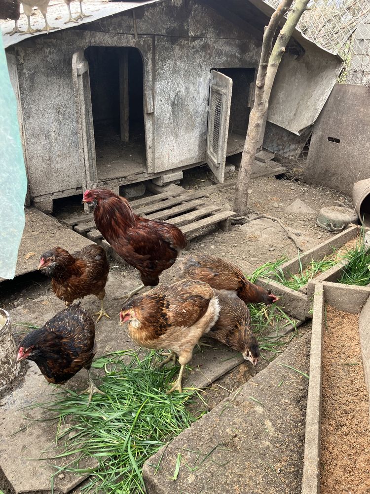 Oua incubat araucana si marans