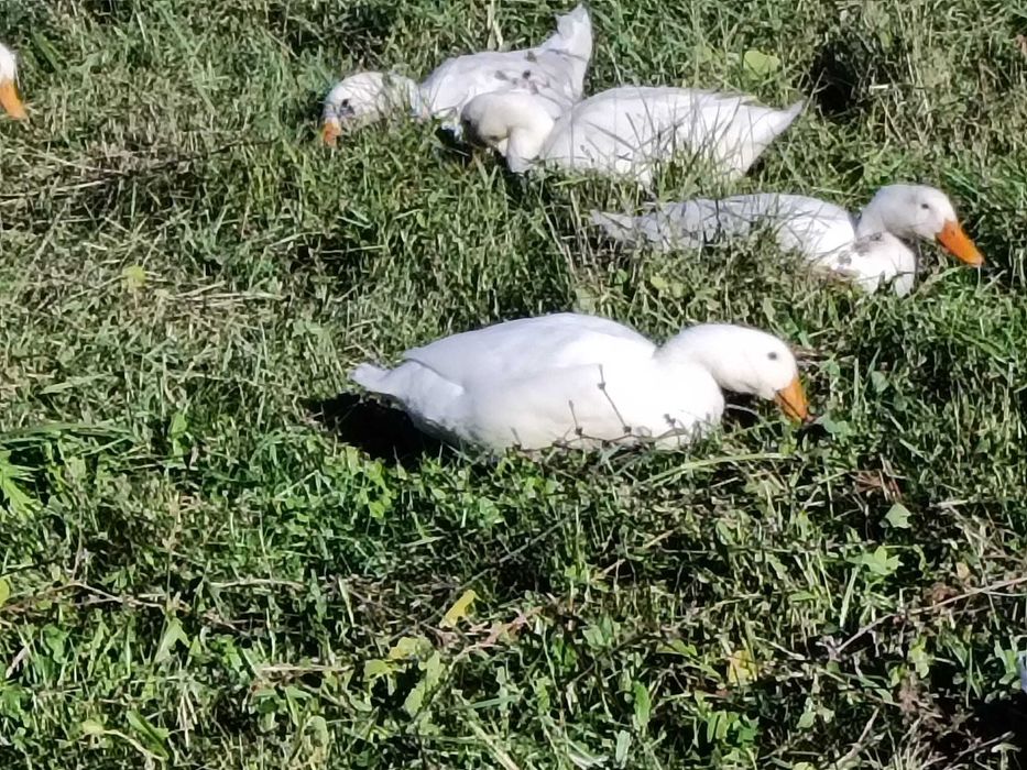 rate Pekin tineret 2025
