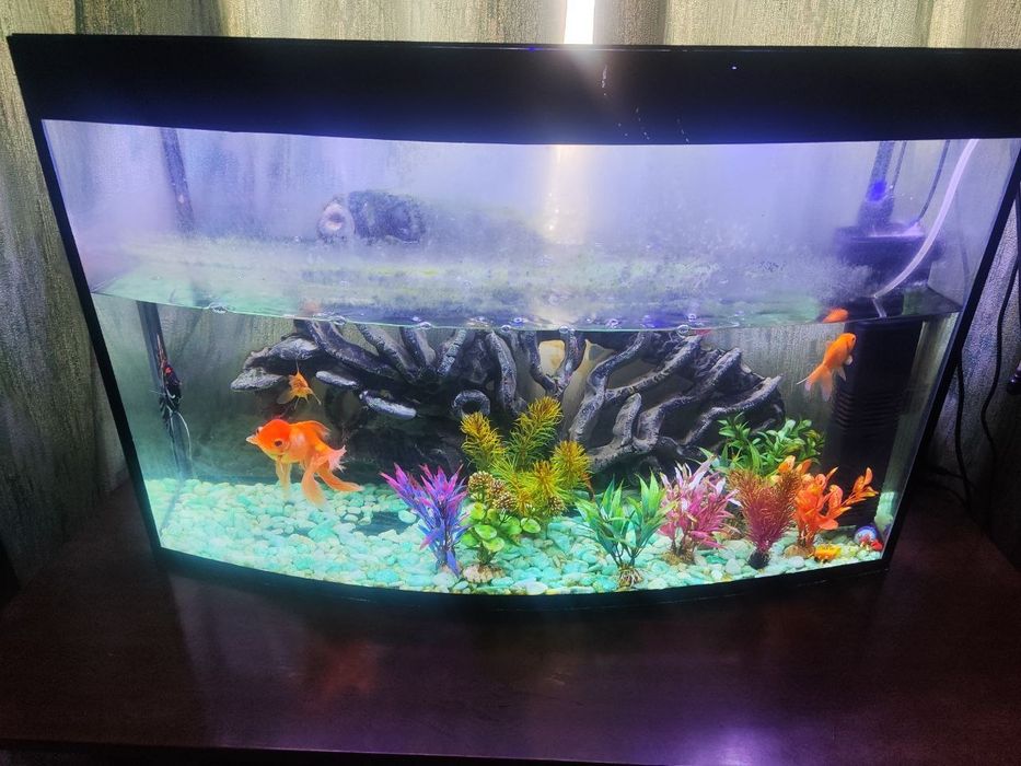 Aquarium sotiladi