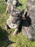 bulldog francez merle