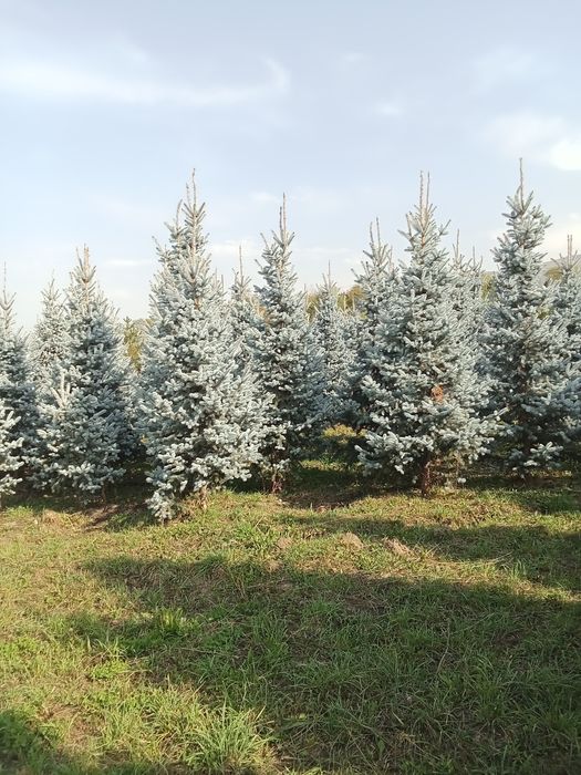 Ёлки голубые хупси