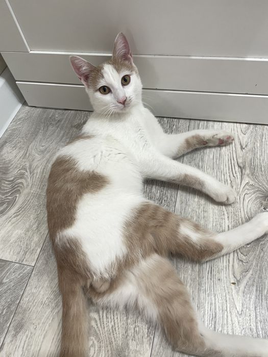 Отдам кошку добрым людям мальчик бесплатно