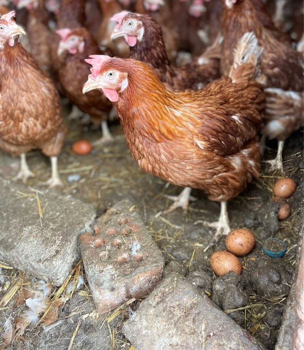 Ломан браун носачки за яйца