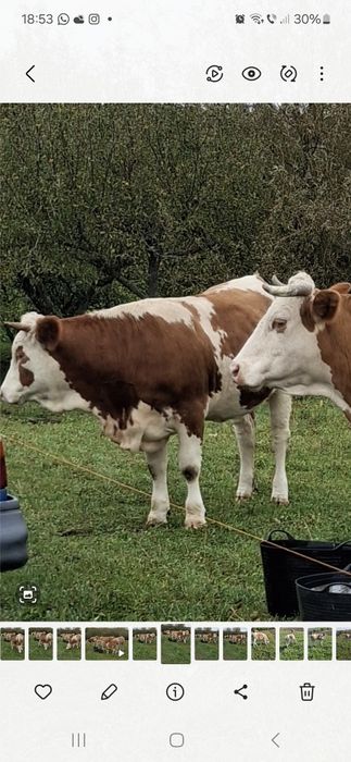 Vitea juninca montata