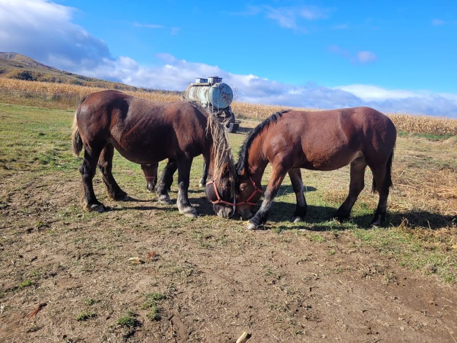 Vand manza de un an jumate