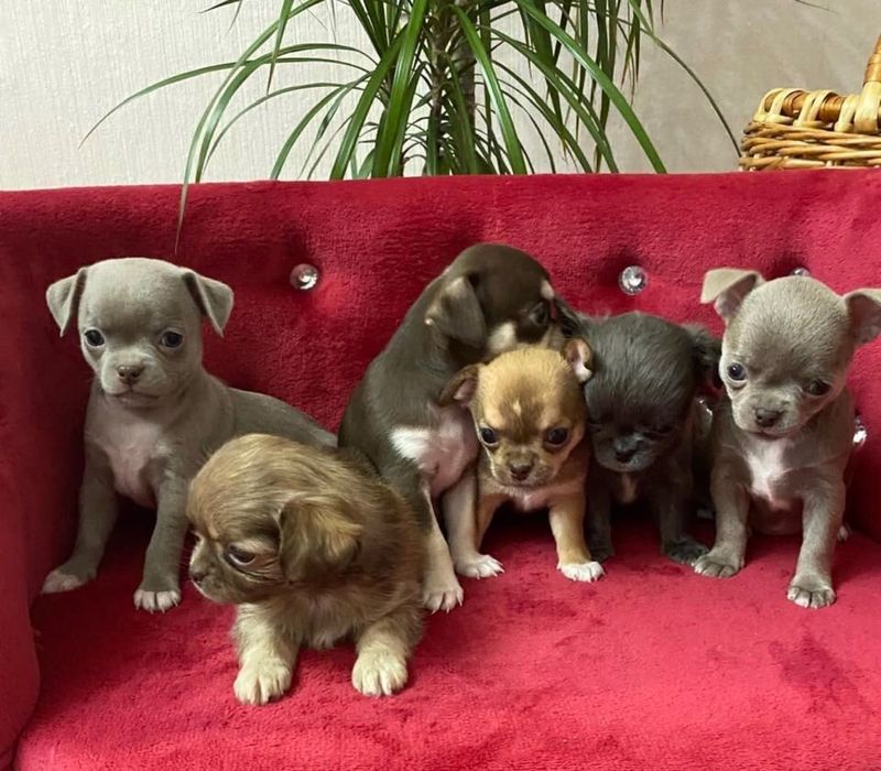 Дарящие искренние эмоции Чихуахуа