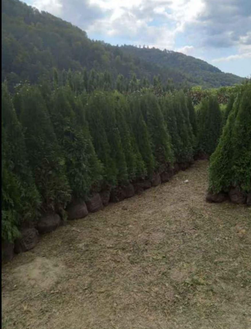 Amenajam grădini cu plante gazon rulou calitate întâi