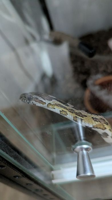 Змея маисовый полоз