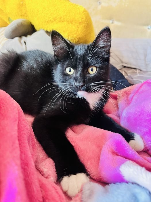 Мальчик котенок бесплатно