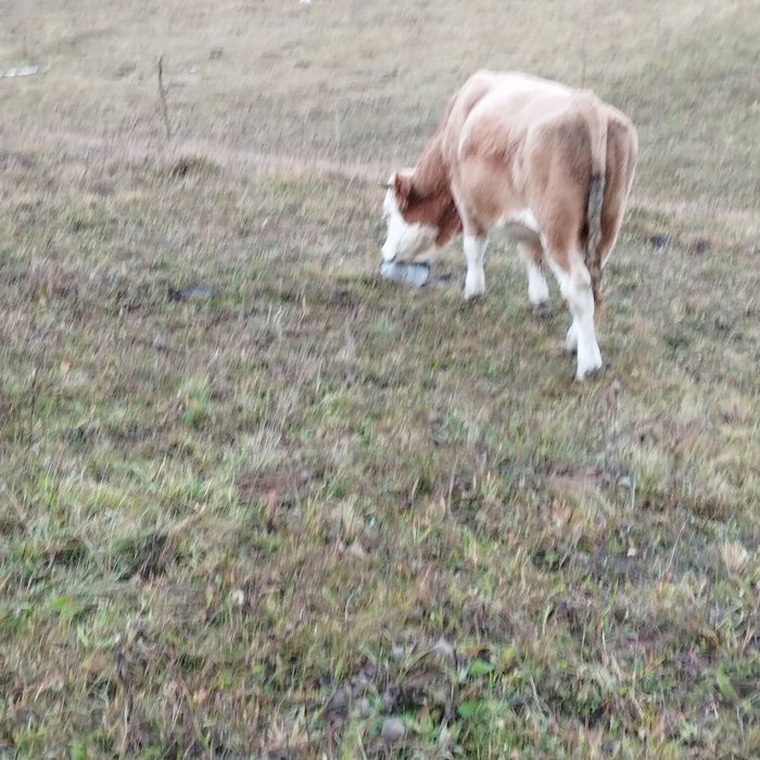 Vând vitel baltata romaneasca.