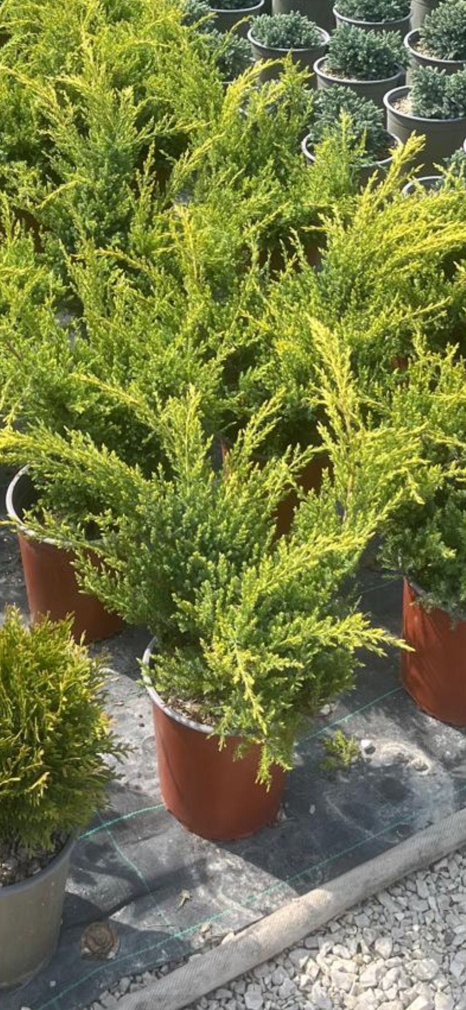 Vand plante si flori productie proprie