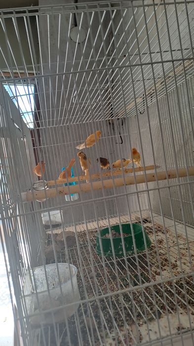 Черняевкада НАР-МОДА канарейкалар сотилади