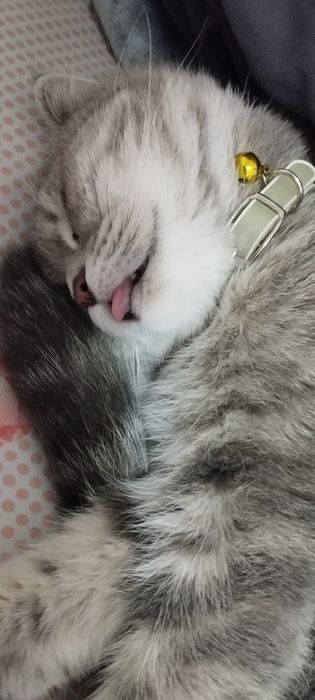 Продам кошку или котенок