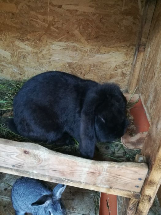 Iepuri berbec german