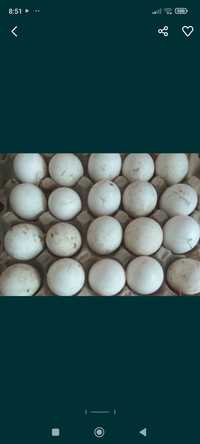 Продаются яйца Голубого Фаворита
