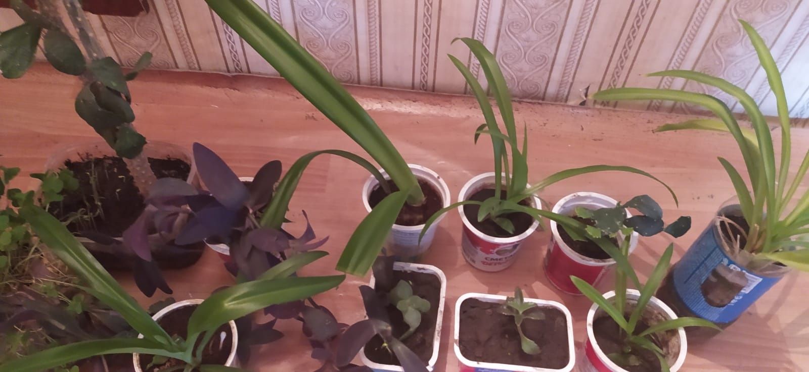 Продам комнатные растения по 200 тенге