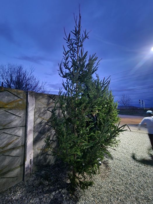 Vând  2 brazi naturali de Crăciun