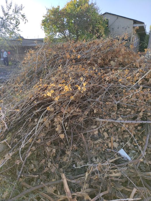 Terak  shoxlar va òtinlar