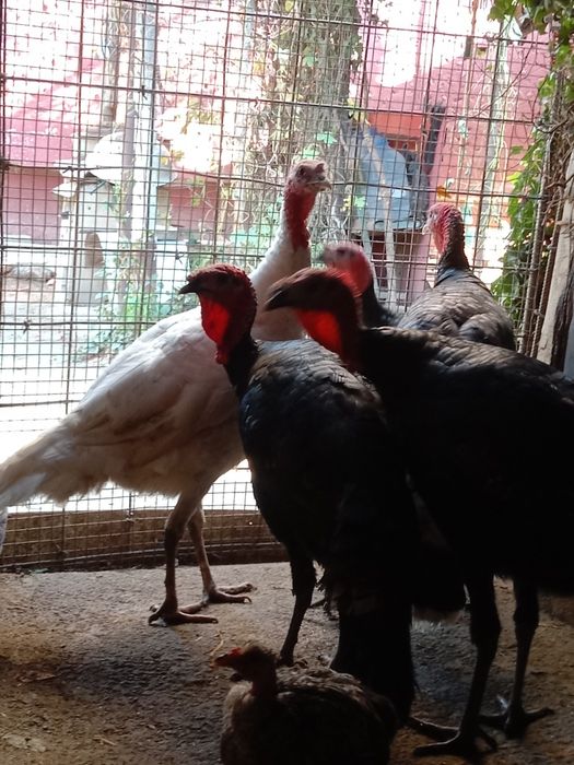 Продам Израильский индюков порода хорошая вес от 8 кг до 10  гигант