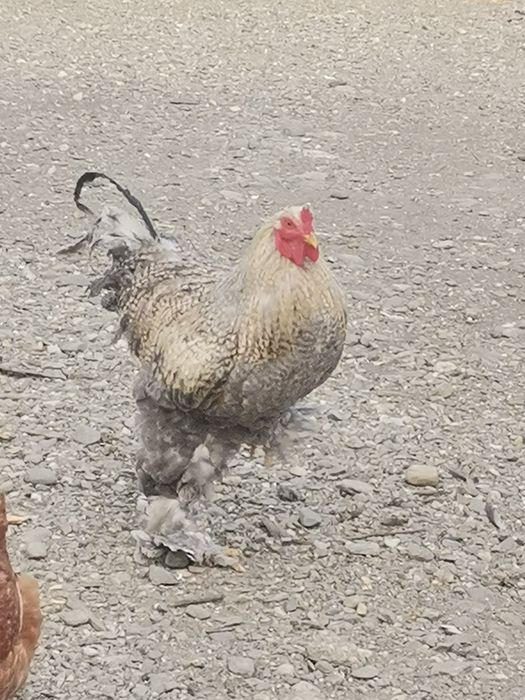 Vând doi cocoși brahma sau schimb.