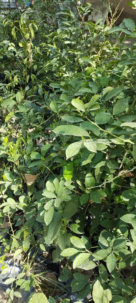 Limon ko'chatlari,3 yillik ekilsa hosilga kiradi
