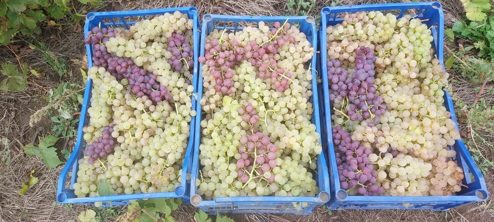 Vând struguri  de vin amestec