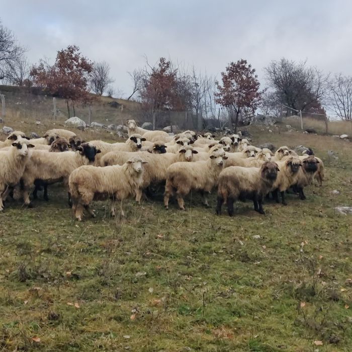 Oi bune de ținut de vânzare