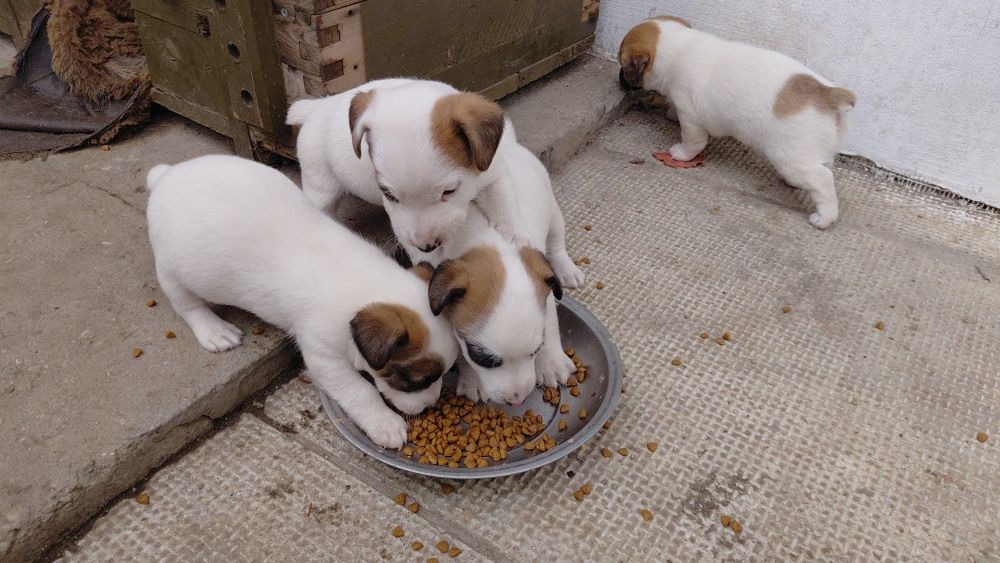 Джак Ръсел териер