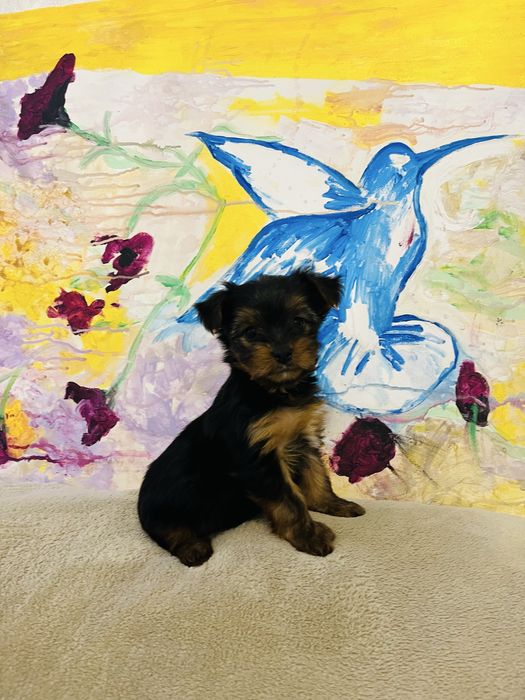 Yorkshire terrier rasa pura