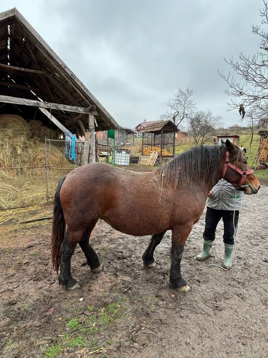 Vănd mânză de doi ani jumate