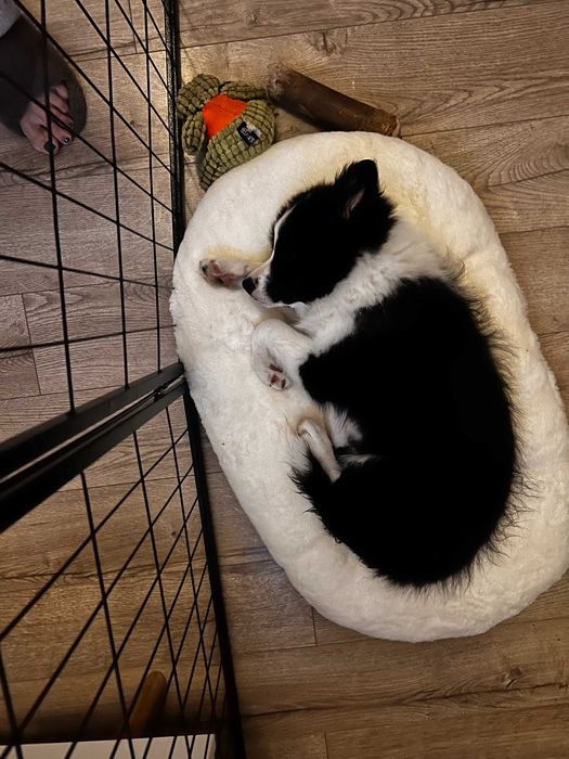 Femela de Border Collie cu pedigree din ambii parinti campioni