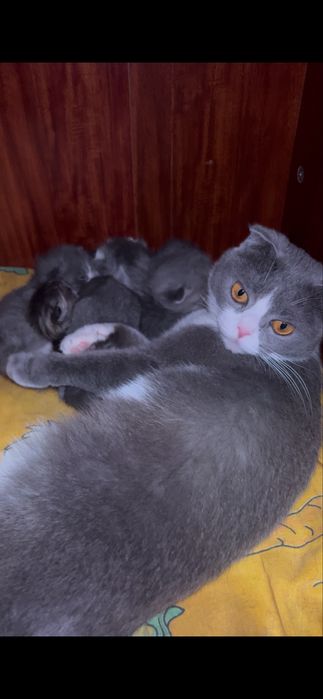 Продается Скоттиш фолд