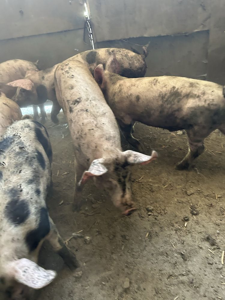 Продавам домашни прасета