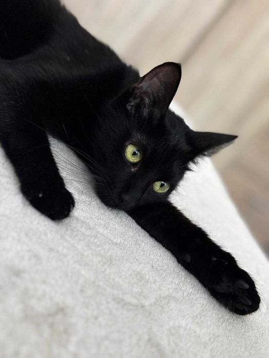 Pisicuta neagra cauta familie iubitoare!