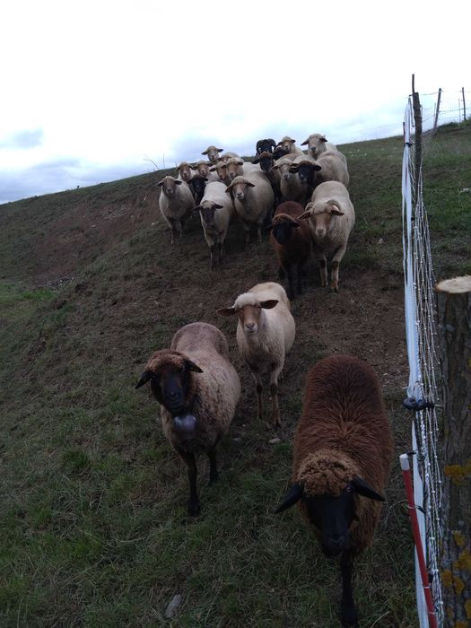 Turmă de oi țigaie ruginie și țigaie neagră