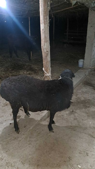 Катта соглом кора кучкор сотилади 2йош