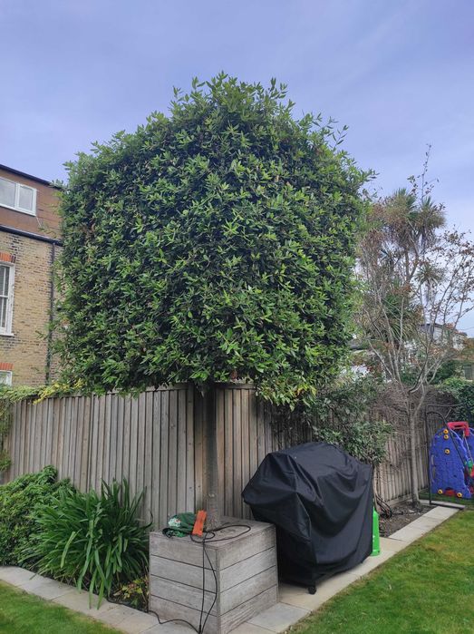 Почистване и подръжка на градини