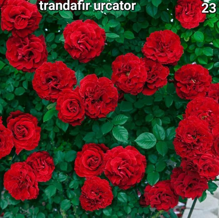 Butasi trandafiri urcatori/tufe