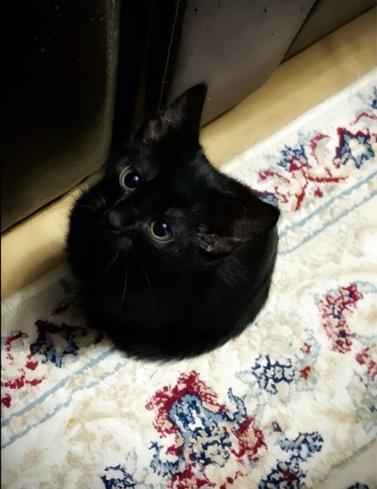 Маленький котенок отдам