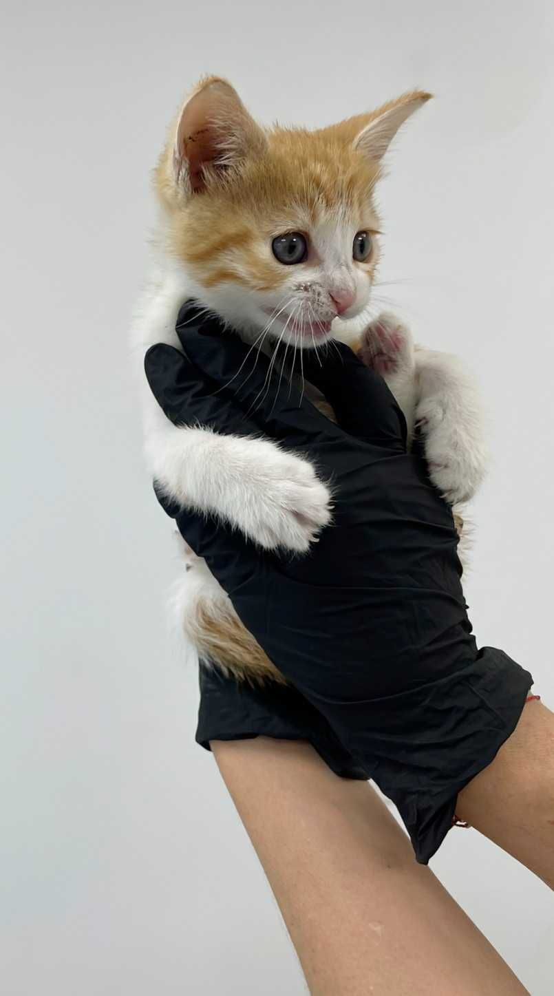 Бебе коте търси дом