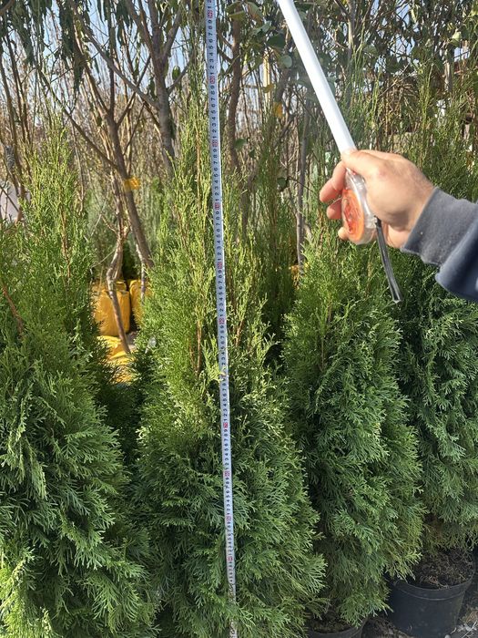 Туя Смарагд. Туя смарагд Туя смарагд